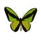 Large day butterfly Ornithoptera goliath, vector on white back