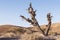 Large Dead Acacia Tree in the Arava region of the Negev in Israel