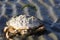 Large Dead Crab with Barnacles Close Up