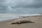 Large dead grey seal washed ashore on the Netherlands coast