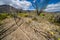 Large, dead Ocotillo plant cactus lays on the desert ground in Anza Borrego Desert State Park in California. Wildflowers surround