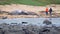 Large dead Sperm Whale washup up on a beach on Iceland