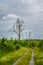 Large dead tree in a lush green vegetation