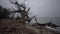 A large dead tree on a sandy beach, an overcast day