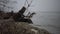 A large dead tree on a sandy beach, an overcast day