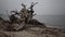 A large dead tree on a sandy beach, an overcast day