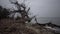 A large dead tree on a sandy beach, an overcast day