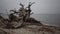 A large dead tree on a sandy beach, an overcast day