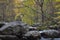 Large deadfall tree top across a stream with large rocks in an autumn landscape