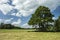 Large deciduous tree and a dry meadow