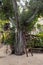 Large decorated tree with ladder on exhibition in the Gardens Almona collection, in the rays of the setting sun, in the Druze