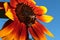 Large decorative sunflower with red to orange petals and yellow petal tips in full blossom with two bees Apis Mellifera