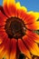 Large decorative sunflower with red to orange petals and yellow petal tips in full blossom with two bees Apis Mellifera