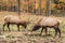 Large deer in a fall forest