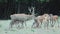 A large deer with large antlers with its hinds in slow motion