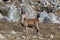 Large deer in a rocky environment