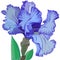 Large delicate blue iris flower with leaves on white background