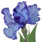 Large delicate blue iris flower with leaves on white background