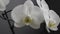Large delicate buds of white orchids. fully blossomed in the Studio on a gray background. soft focus on the buds