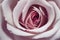Large delicate flower rose petals pale pink color.