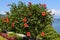 Large and delicate vivid red hibiscus flowers in a tree in an exotic garden in a sunny summer day on Isola Bella by Lake Maggiore