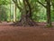 Large den made of branches built around a tree trunk in a forest clearing