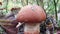 Large dense beautiful mushroom aspen. Walk through the autumn forest. Picking mushrooms and berries. Preparation of products