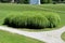 Large densely growing bush like ornamental grass planted in local public park surrounded with green grass and white gravel path