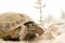 Large desert turtle. Wildlife reptile outdoors in nature. Side view. Copy space