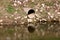 Large diameter storm drain concrete pipe exit surrounded with dirt covered large rocks and grass on side of river bank