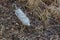 A large dirty white plastic bottle lies on gray dry grass and fallen leaves