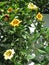 Large display of Cup of Gold Vine or Golden Chalice Vine Solandra maxima in andalusian village