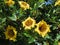 Large display of Cup of Gold Vine or Golden Chalice Vine Solandra maxima in andalusian village