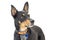 Large Doberman Crossbreed Dog Closeup