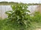 Large dock plant with green leaves beside a pond