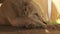 A large dog with beige hair and spotted ears rests on the ground under a wooden table