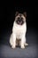 Large dog breed Akita inu sitting