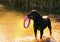 Large dog breed rottweiler standing in the water and holding a toy hoop