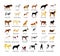 Large dog breed set collection vector illustration isolated on white background: american Staffordshire, pit bull terrier..