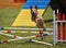 Large dog leaping over a jump at agility trial