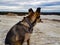 a large dog looks at the horizon against a background of white sand and a field.