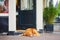 Large dog lying in front of entrance to a building in Amsterdam, Netherlands