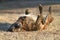 Large Dog rolling in grass, happy and content