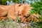 A large dog sleeps in the yard. Mastiff dog.