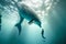 Large dolphin that communicates with humans during freediving