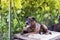 Large, domestic, domestic dog, brown, with black spots, lies near the vineyard on a wooden stand