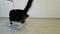 A large domestic furry cat plays with a toy-a hanging toy. Funny jumps. Active pet. Healthy pet