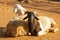 A large domestic goat is resting in the zoo