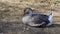 A large domestic goose sitting on a farm field