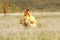 Large domestic hen in the field